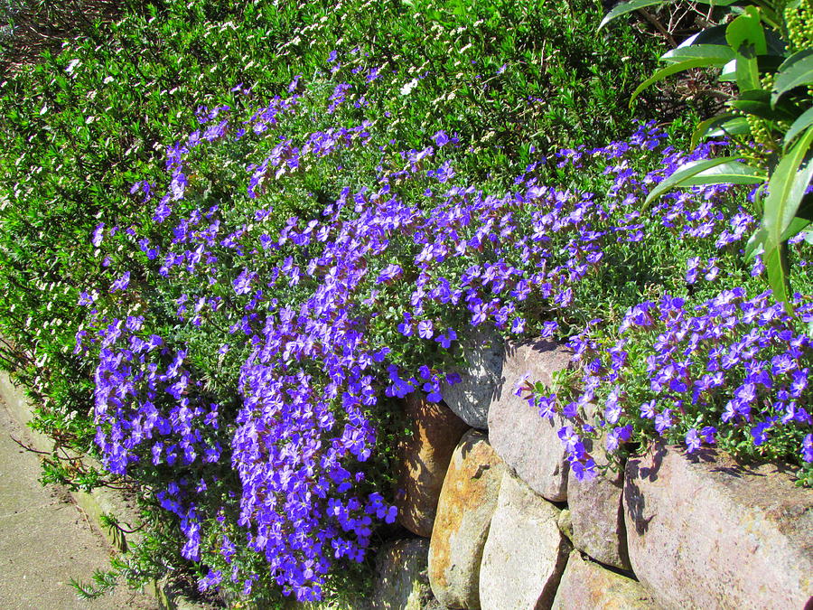 Purple flowers on a stone fence Photograph by Patricia Piotrak