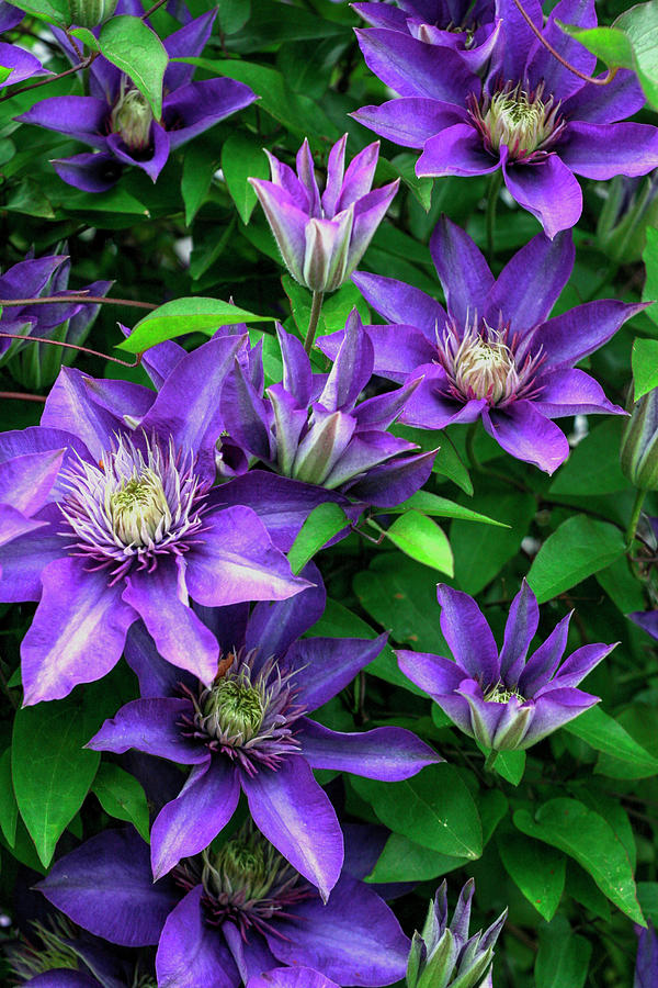Purple Flowers Photograph - Purple Flowers by Robert Goldwitz