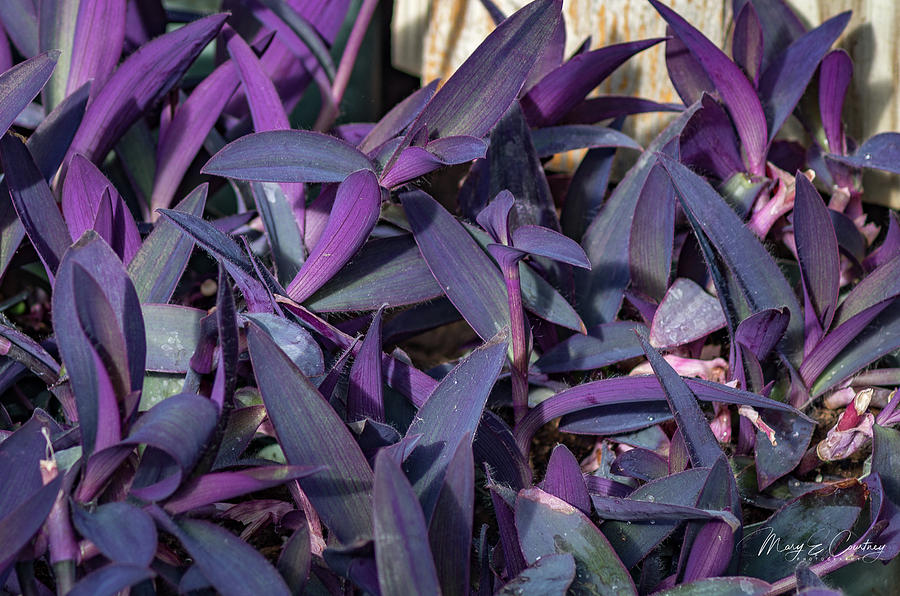 Purple Foliage Photograph by Mary Courtney