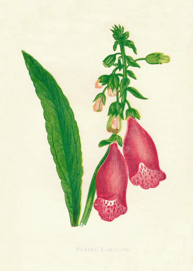 Purple Foxglove, C1891, 1891 Drawing by Print Collector