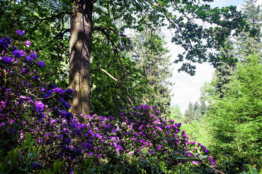 Purple Framing of Blooming Rhododendrons  Photograph by Jenny Rainbow