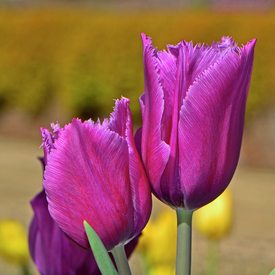 Purple Fringed Tulip 002 Photograph by George Bostian