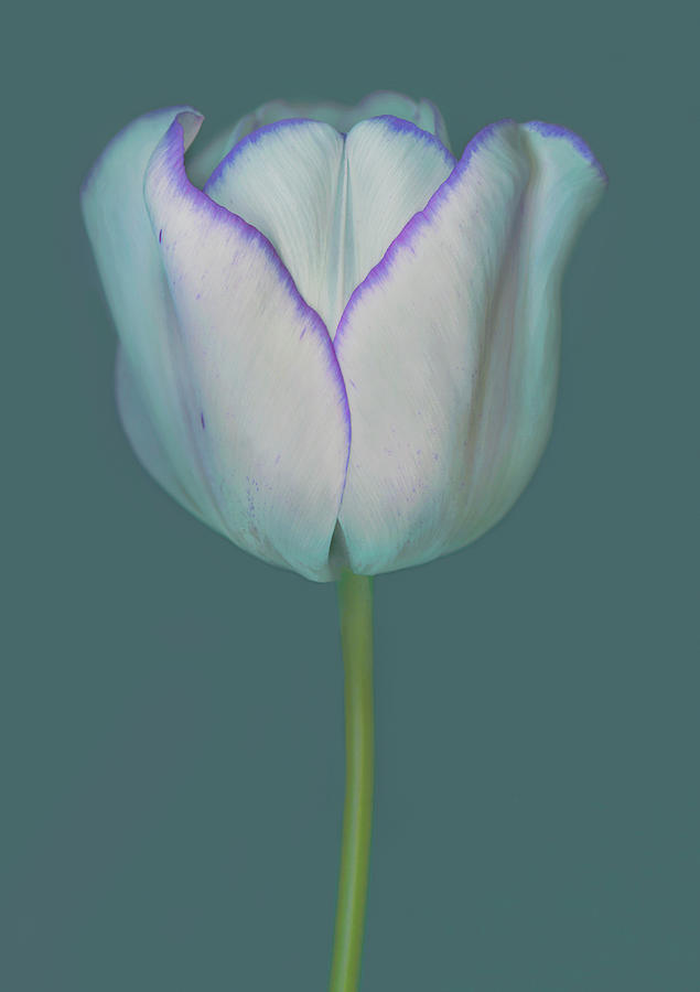 Purple Fringed Tulip Photograph by John Grant Purple Fringed Tulip Photograph by John Grant