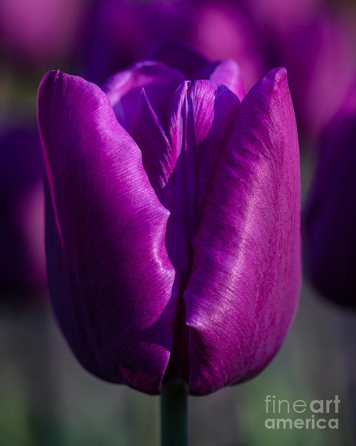 Purple Fuchsia Tulip Photograph by Alma Danison