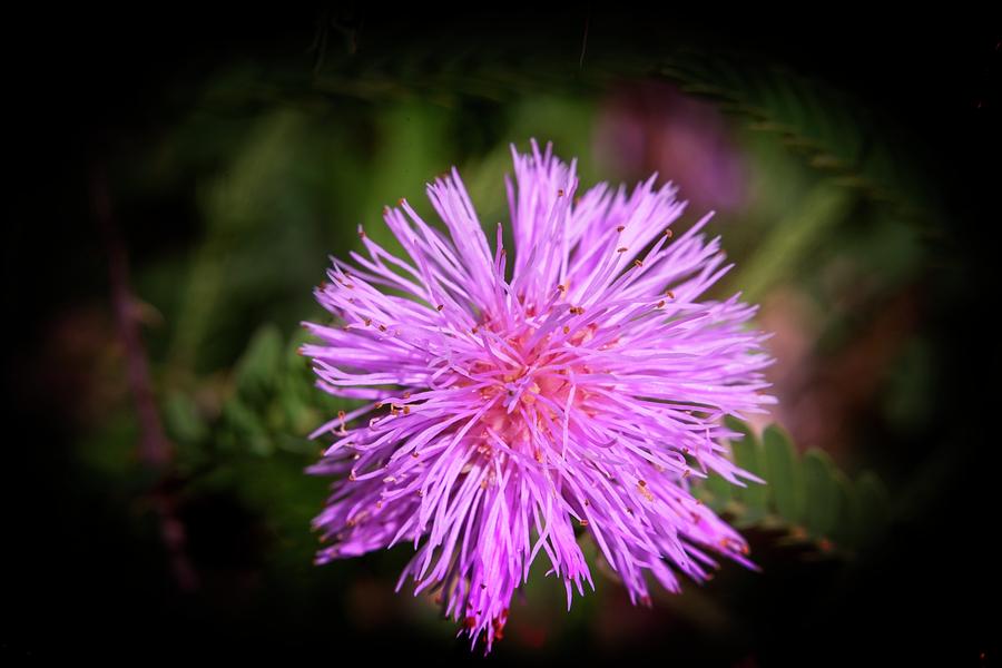 Purple Fuzzy Blossom 1 Photograph