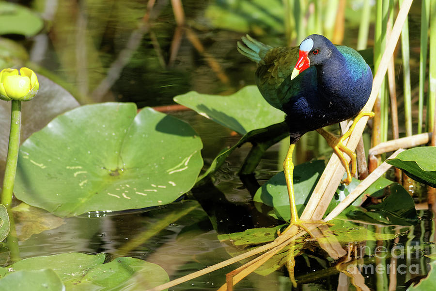 Purple Galinule On the Pond Photograph by Natural Focal Point Photography