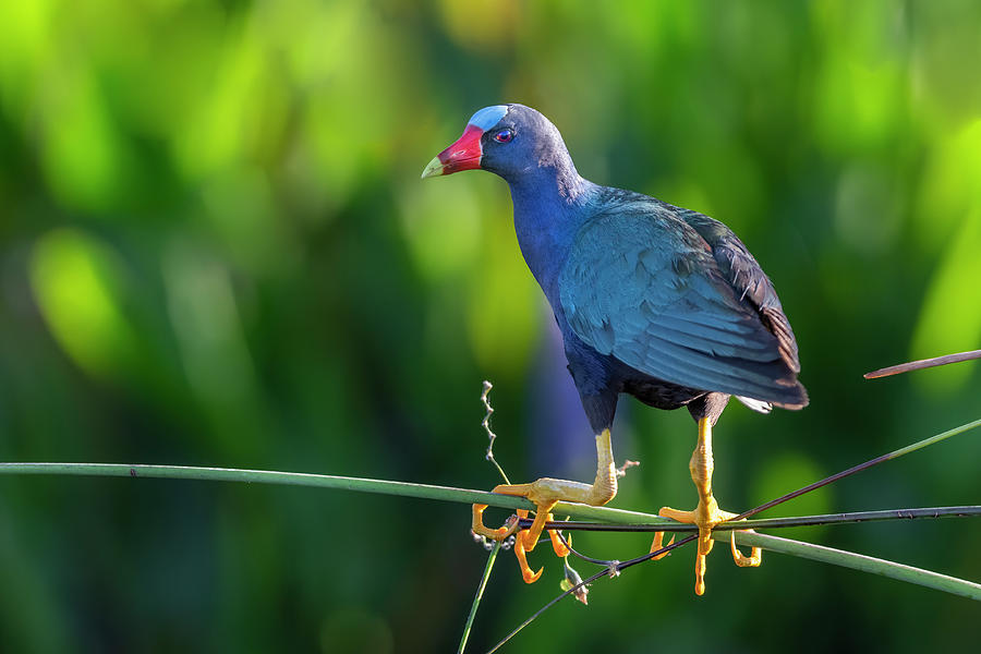 Purple Gallinule And Giant Bulrush, Florida, Usa Photograph by John ...