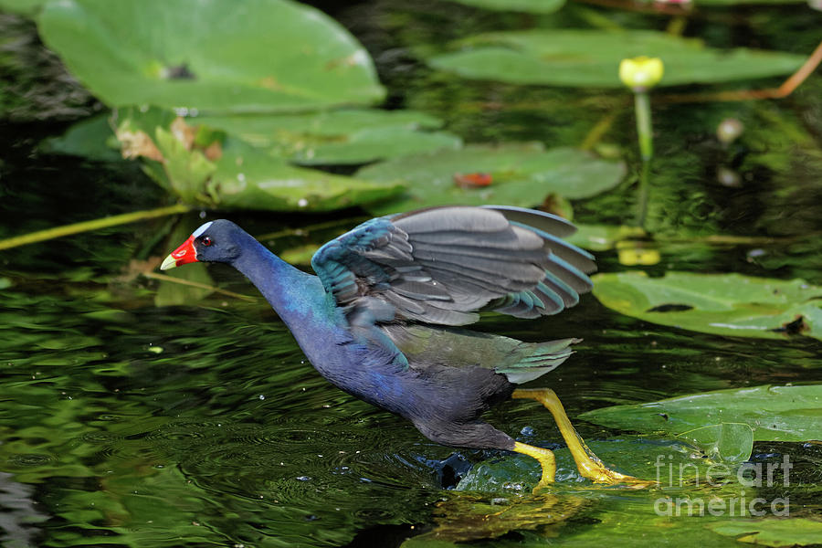 Purple Gallinule in Action Photograph by Natural Focal Point Photography