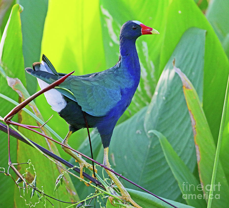 Purple Gallinule in Fire Flag Photograph by Larry Nieland
