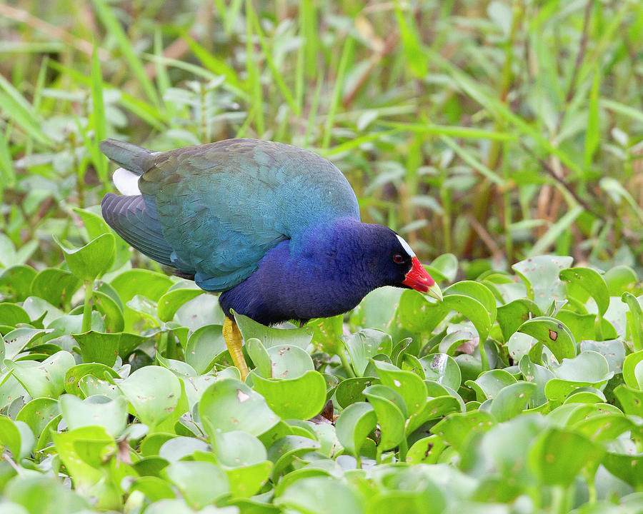 Purple Gallinule Photograph by Jim E Johnson