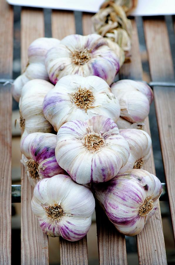Purple Garlic Photograph by Jamie Watson