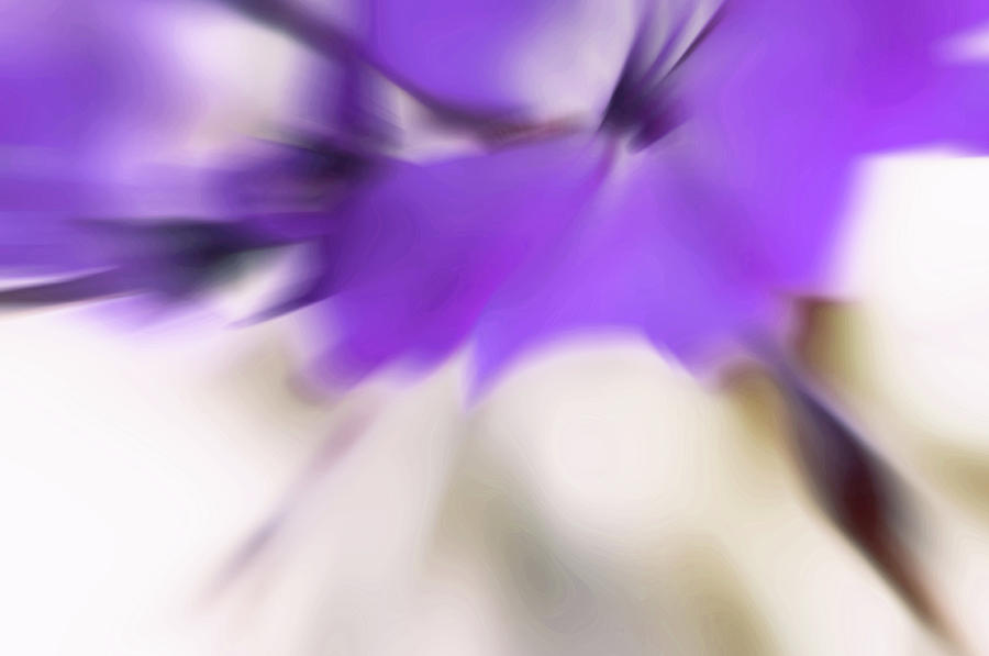 Purple Geranium Abstract Photograph by Jenny Rainbow