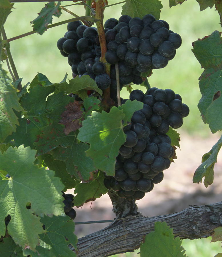 Purple Grape Bunches 9 Photograph by Cathy Lindsey - Fine Art America