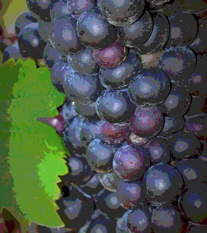Purple Grape Clusters 2017d Photograph by Cathy Lindsey