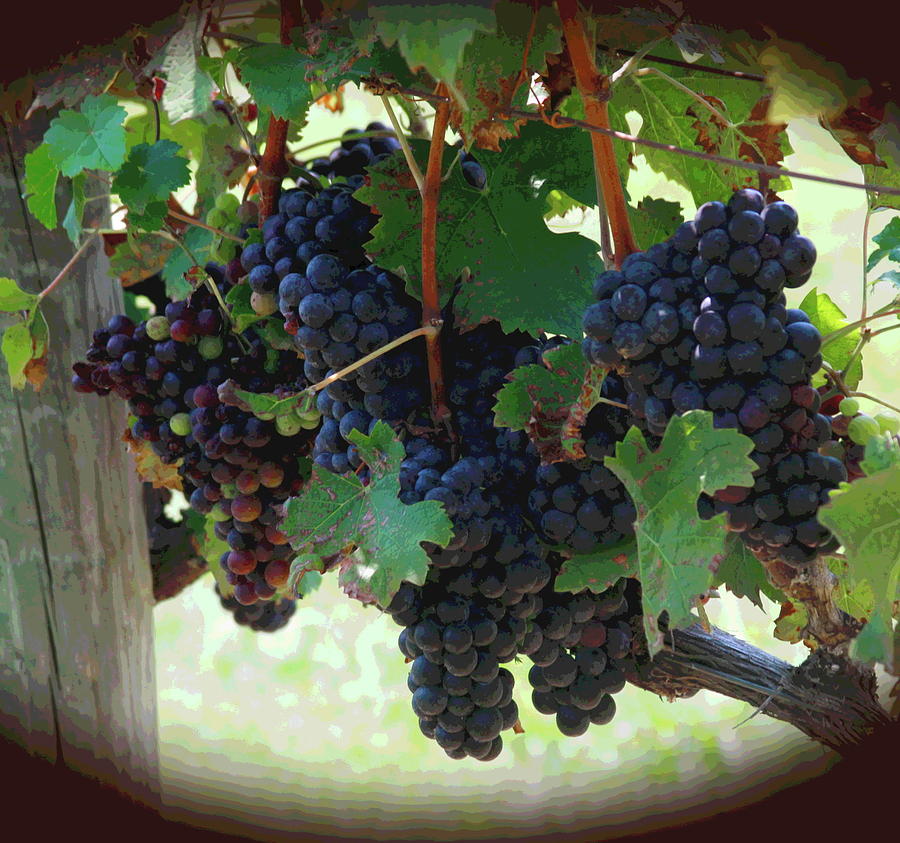 Purple Grape Clusters dd Photograph by Cathy Lindsey
