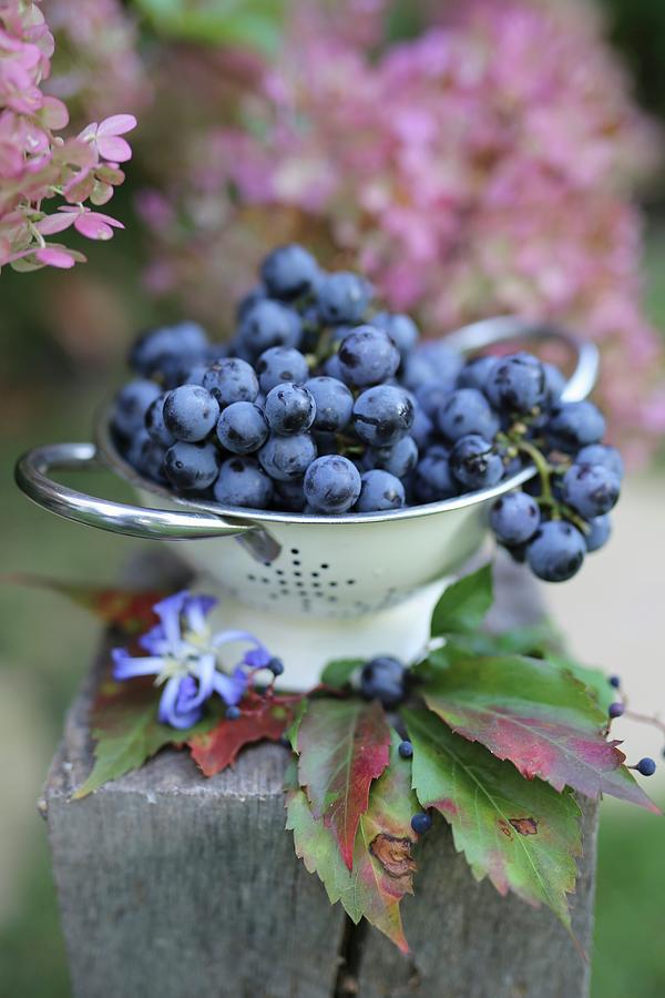 Purple Grapes In A Colander Photograph by Dorota Ryniewicz