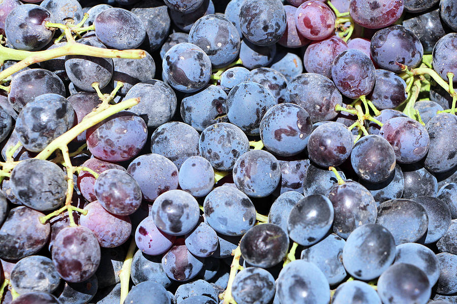 Purple Grapes Photograph by Munir Alawi