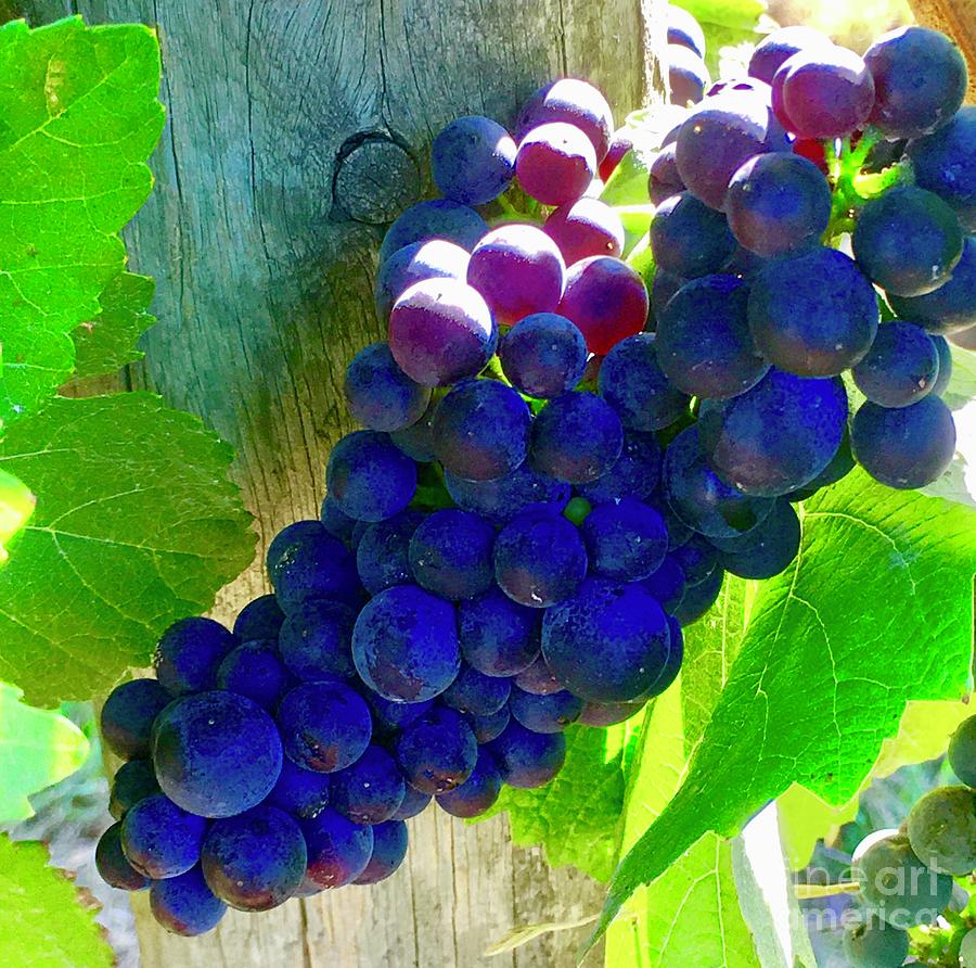 Purple Grapes On Vine Photograph