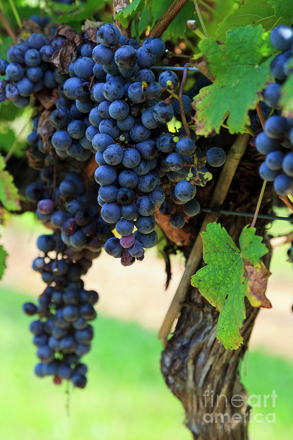 Purple Grapes Ready To Harvest Hanging On A Grapevine Photograph