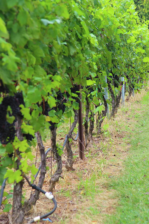 Purple Grapes Row Photograph By Cathy Lindsey - Fine Art America