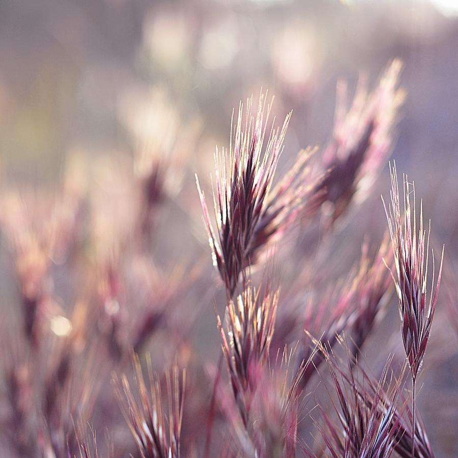 Purple Grass In Evening Sun Photograph by Dorte Fjalland - Pixels