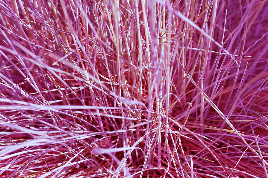 Purple Grass Photograph by Tanya C Smith