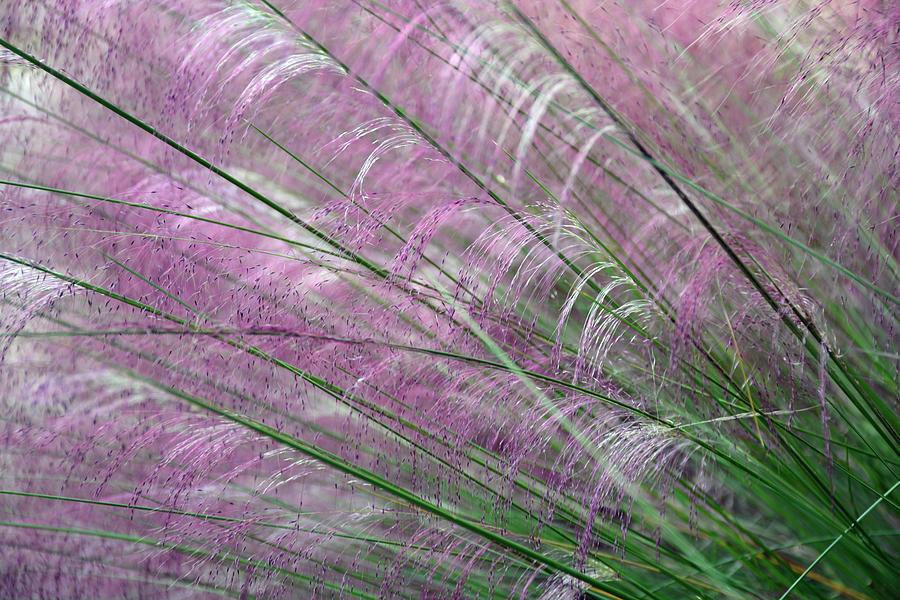 Purple Grasses Majesty Left Photograph by Bruce Gourley