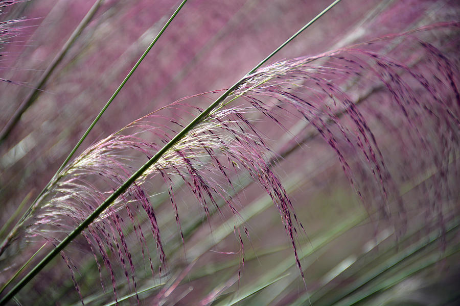 Purple Grasses Majesty Right Photograph by Bruce Gourley