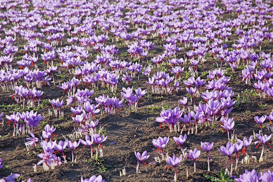 Purple Greek Saffron Flowers crocus Sativus In A Field Photograph by Emily Brooke Sandor