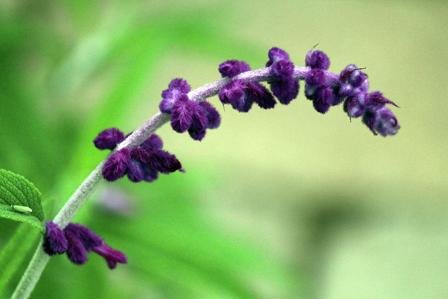Flower Photograph - Purple Green Wild Flower by Alina Avanesian