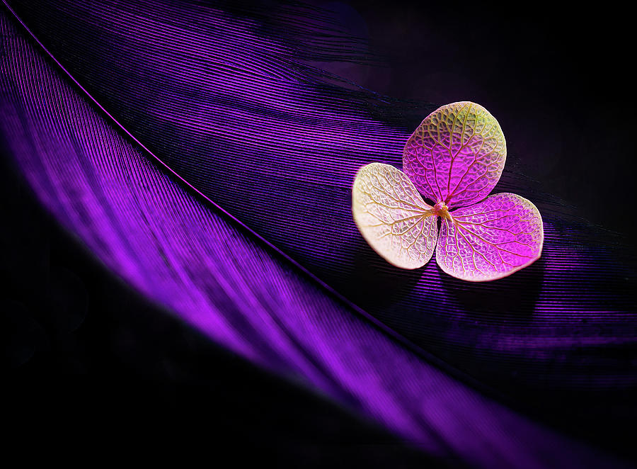 Purple Harmony Photograph by Luis Vasconcelos