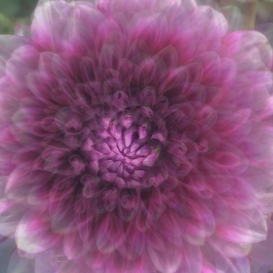 Purple Haze by TL Wilson Photography by Teresa Wilson Purple Haze by TL Wilson Photography by Teresa Wilson