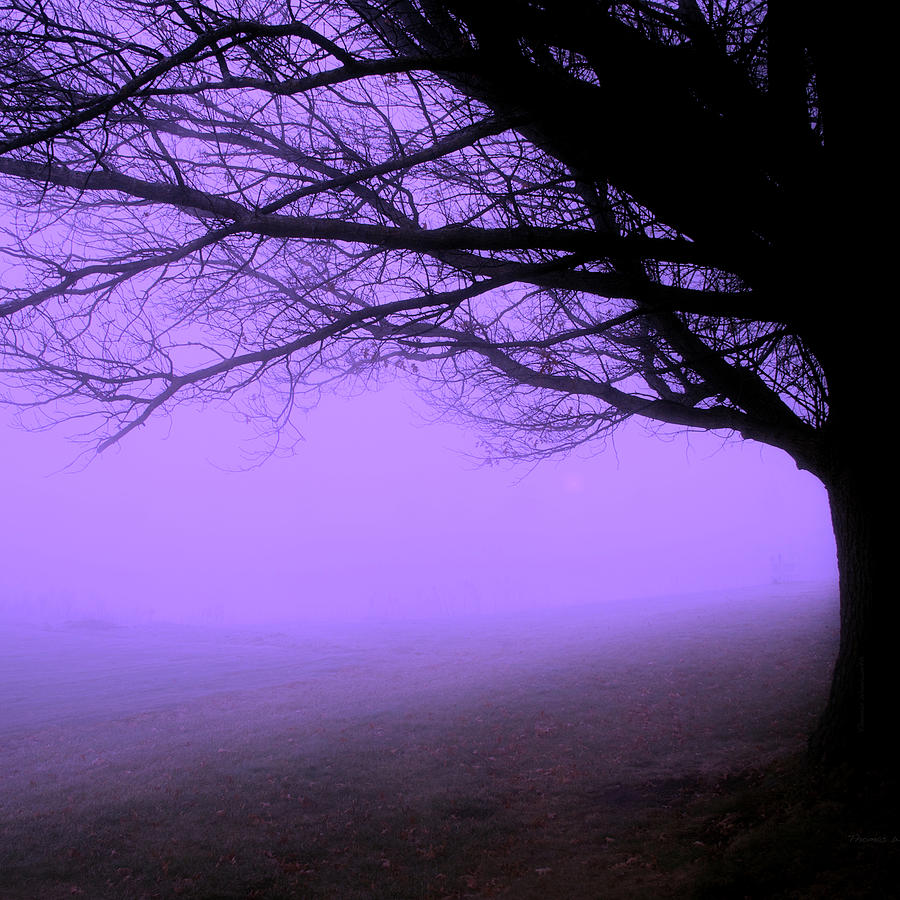 Purple Haze Fog By The Sleepy Pin Oak SQ Format Photograph by