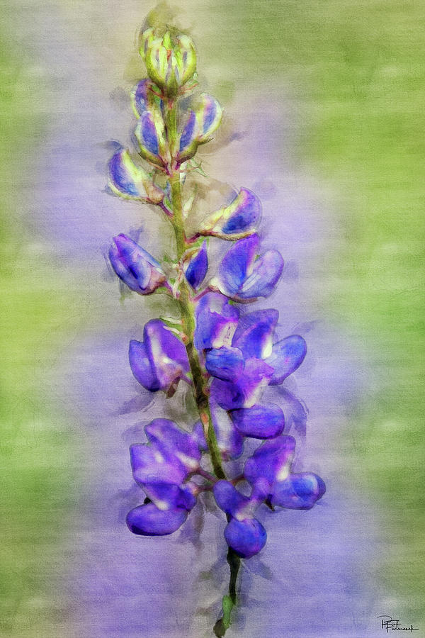 Purple Haze in Digital Watercolor by Rick Furmanek Purple Haze in Digital Watercolor by Rick Furmanek
