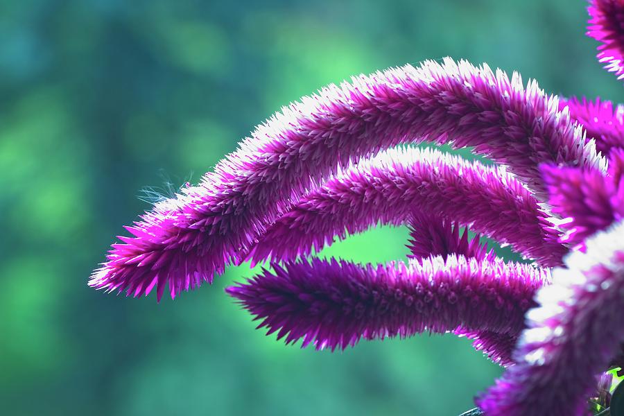 Purple Haze by John Bates Purple Haze by John Bates