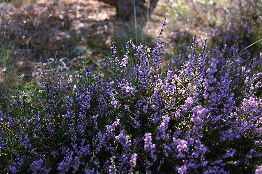Purple Heather by Sannel Larson Purple Heather by Sannel Larson