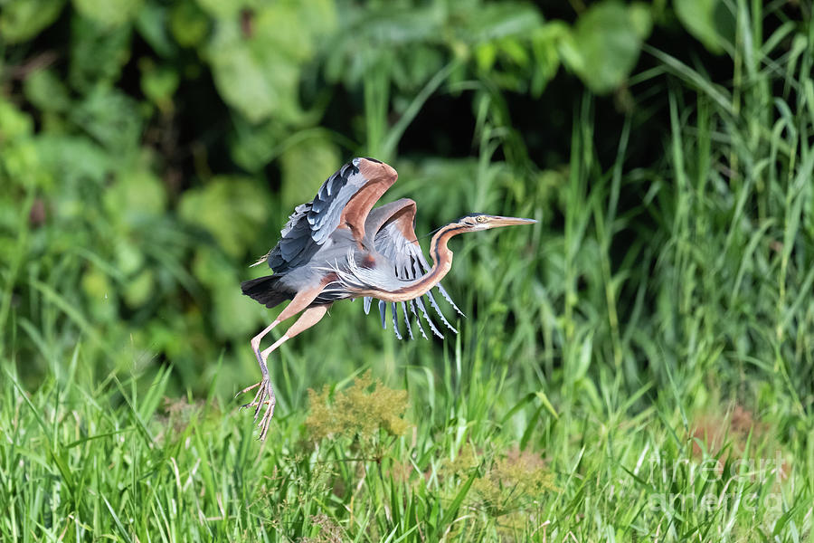 Purple Heron Photograph by Dr P. Marazzi/science Photo Library | Fine ...