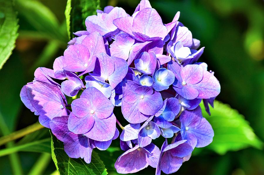 Purple Hydrangea Beauty Photograph by Mary Ann Artz