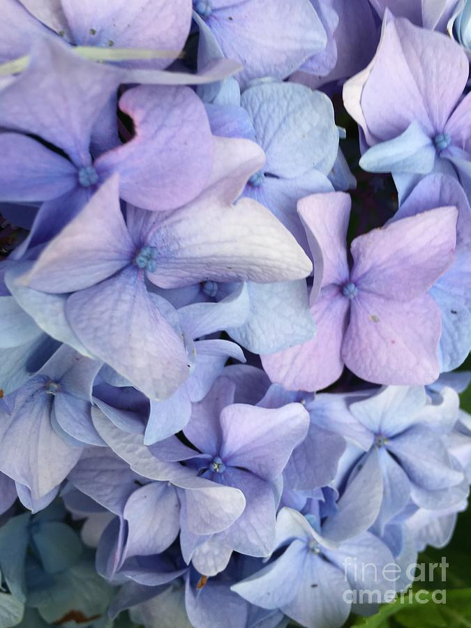 Flower Photograph - Purple Hydrangea Bush by Kim Sy Ok