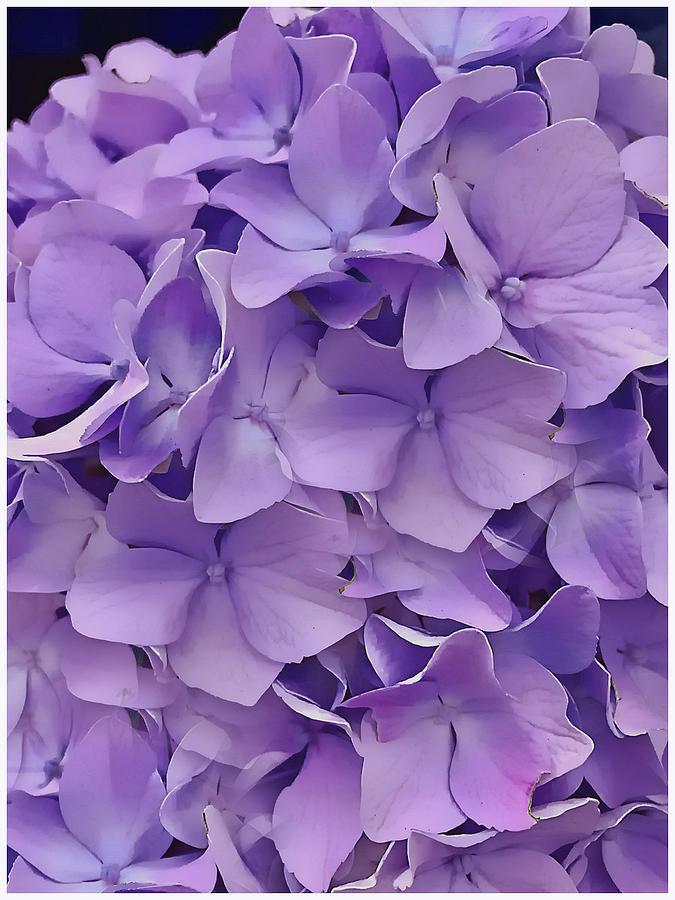 Purple Hydrangea  Digital Art by Cindy Greenstein