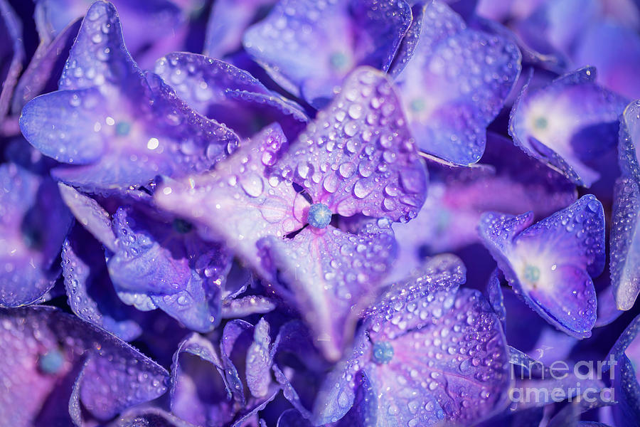 Purple hydrangea Photograph by Delphimages Photo Creations