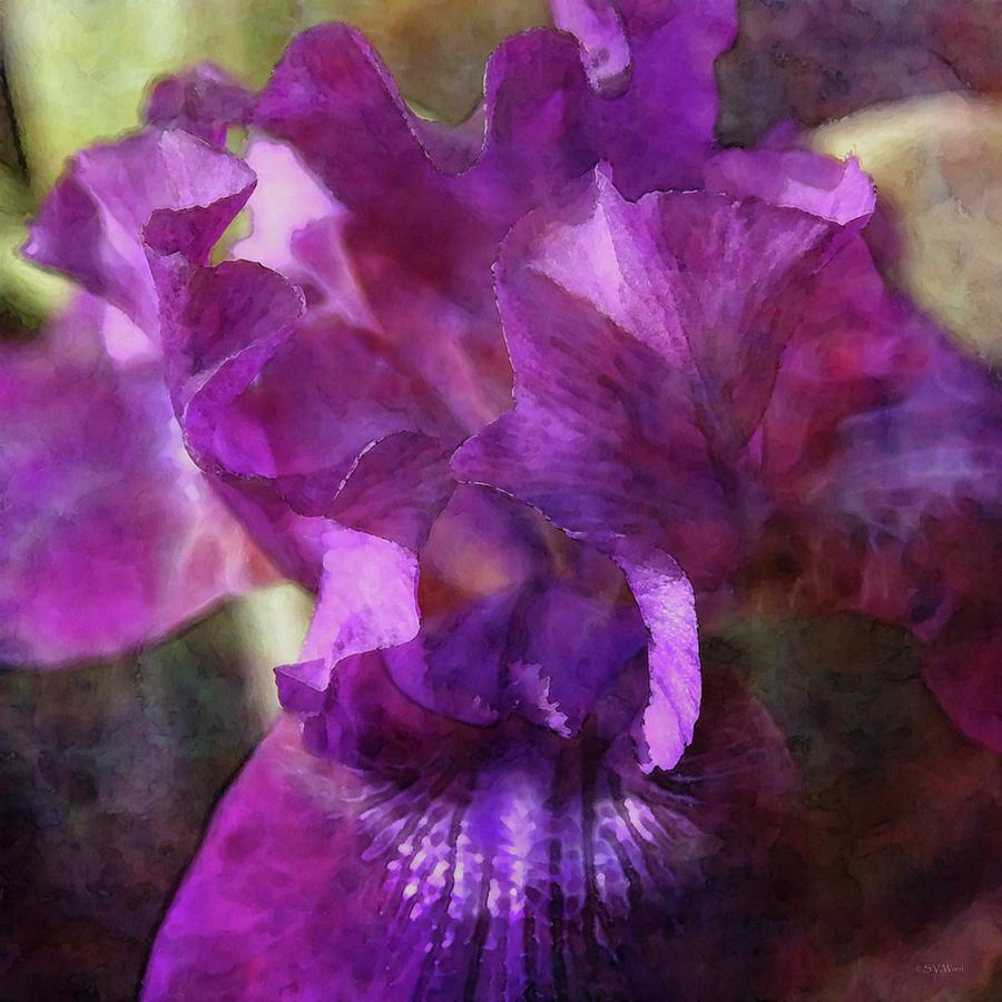 Purple Iris 6149 IDP_2 Photograph by Steven Ward - Fine Art America