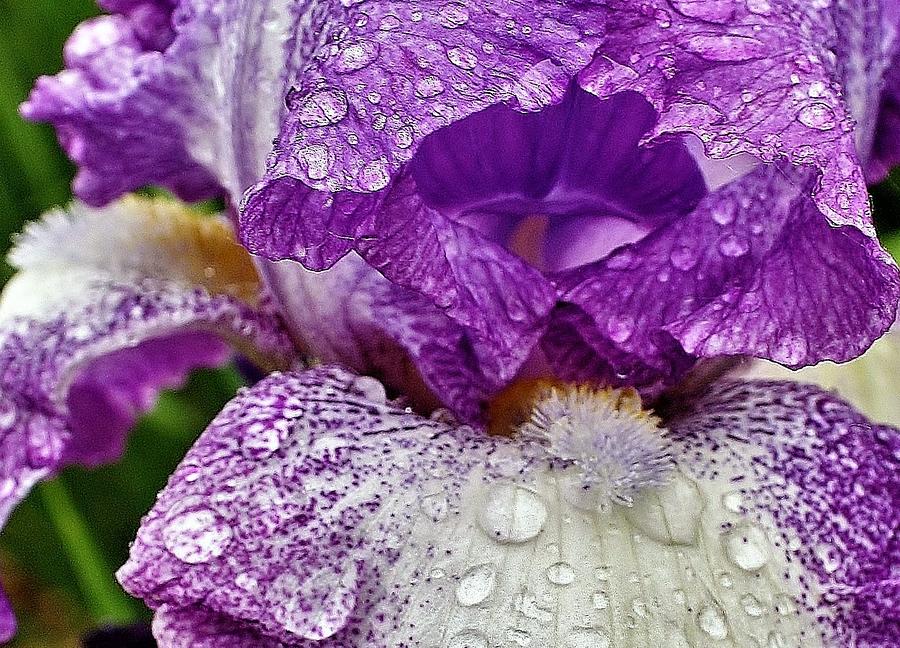 Iris Photograph - Purple Iris after a Morning Shower by Bruce Bley