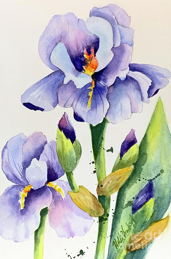 بستان ورد المصــــــــراوية - صفحة 10 Purple-iris-and-buds-hilda-vandergriff