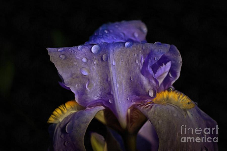 Purple Iris and dewdrops by George Atsametakis Purple Iris and dewdrops by George Atsametakis