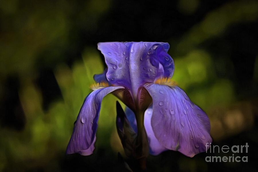 Purple Iris and dewdrops II by George Atsametakis Purple Iris and dewdrops II by George Atsametakis