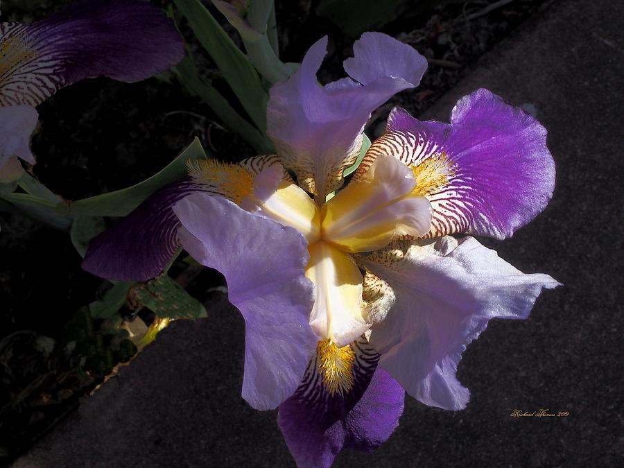 Purple Iris Backyard Photograph by Richard Thomas