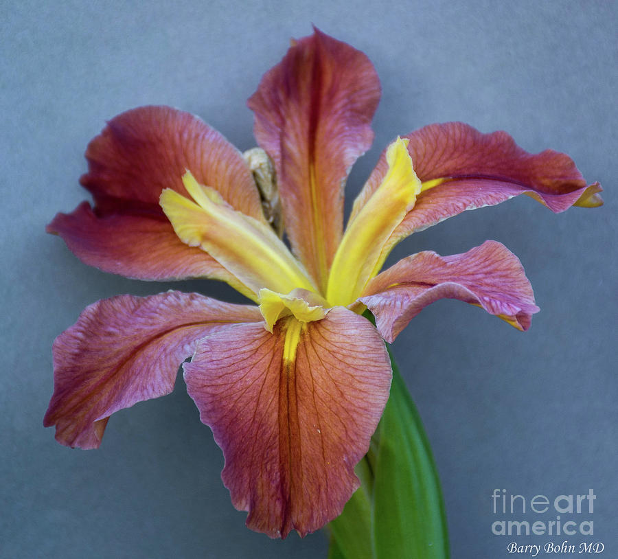 Purple Iris Photograph by Barry Bohn