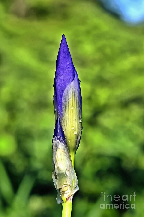 Purple Iris bud by George Atsametakis Purple Iris bud by George Atsametakis