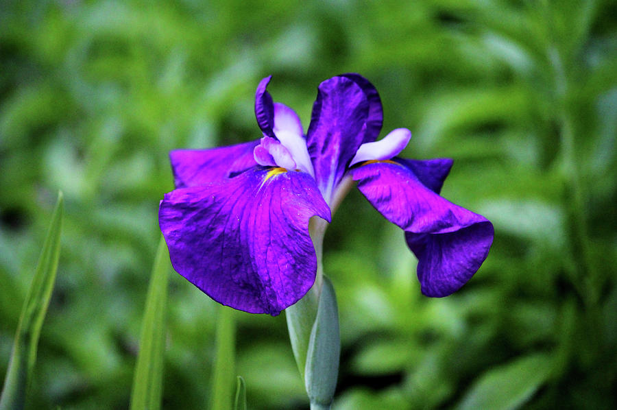 Purple Iris Photograph by Cynthia Guinn